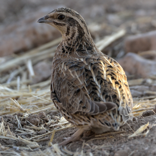 quail bird sounds