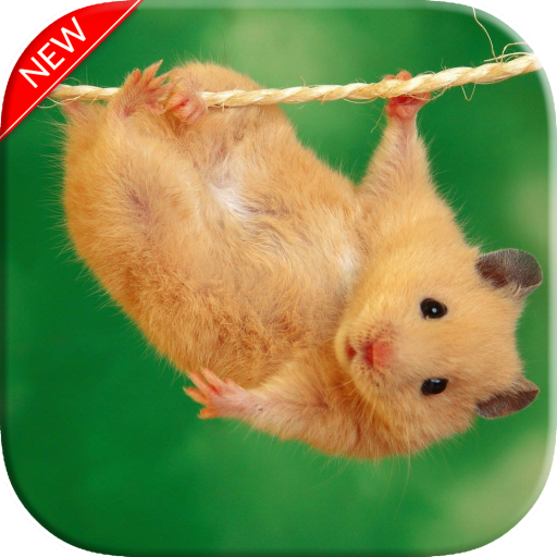 Hamster Wallpaper