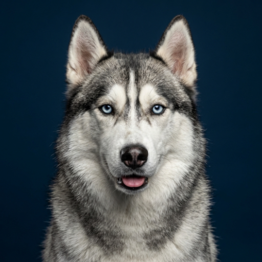 Suara Panggilan Siberian Husky