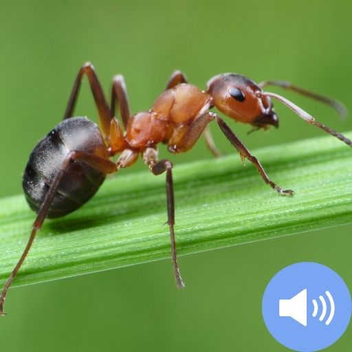 Ant Sounds and Wallpapers