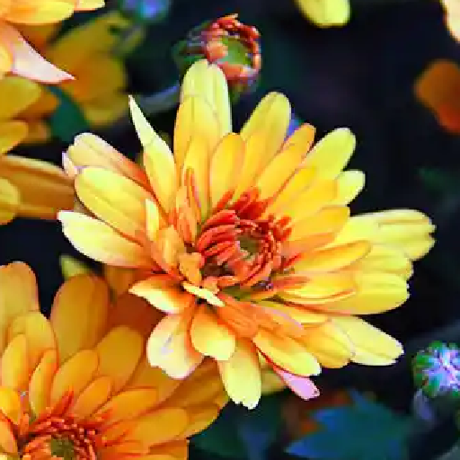 Flowers 4K Wallpapers 2021