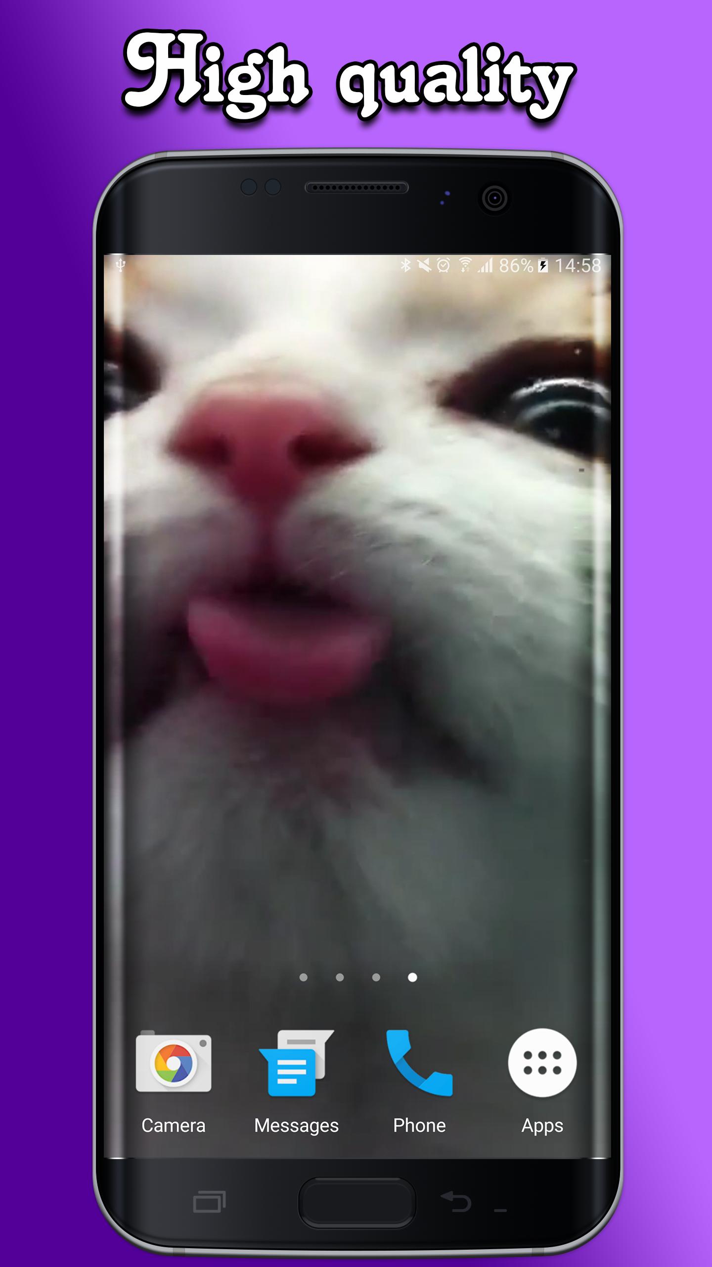 Котик целует экран - картинки и фото grantafl.ru