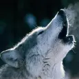 Animal Sounds