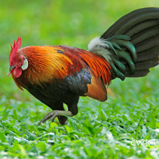 Red ayam hutan berkokok