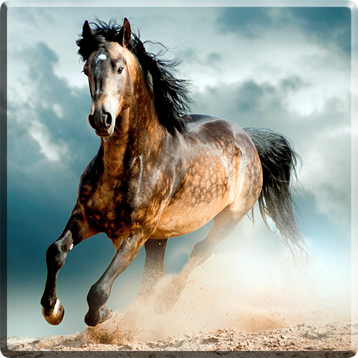 Horses Video Live Wallpaper