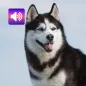 Siberian Husky: Suara