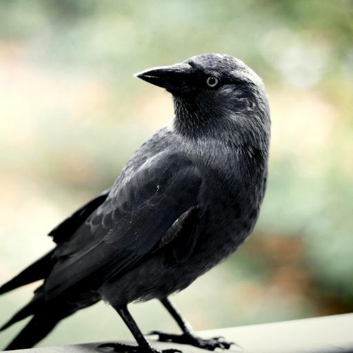 Crow Sounds -Calls & Ringtones
