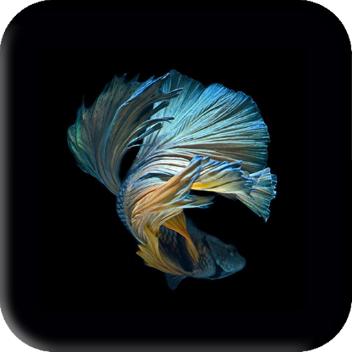 Betta Fish Wallpaper