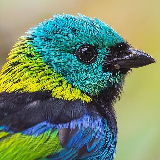 Green headed tanager Bird wallpapers hd