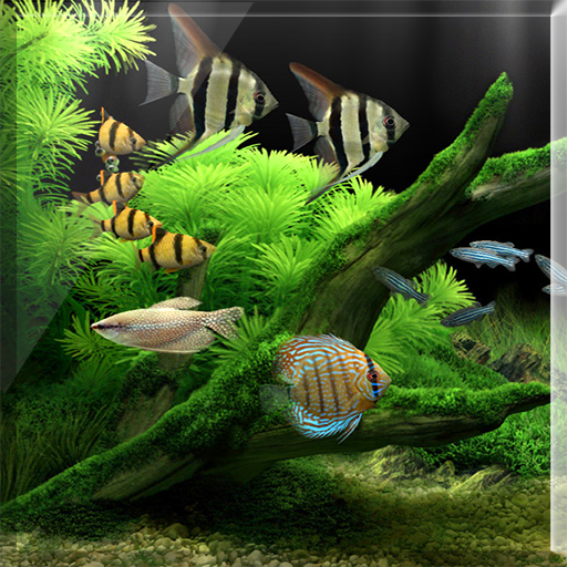 Lucky Fish Tank LiveWallpaper