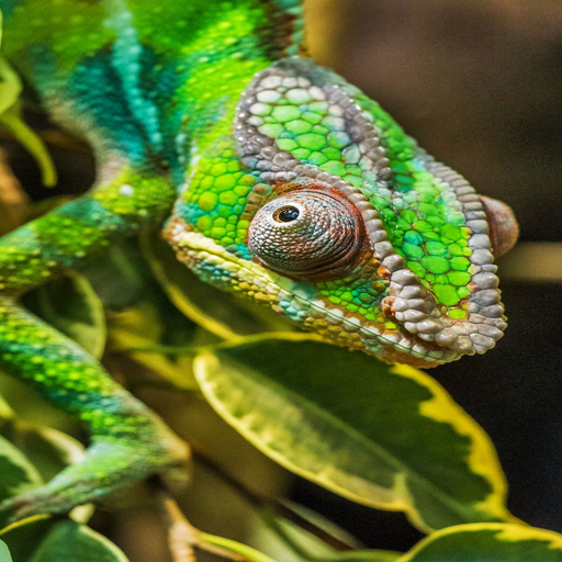 cool chameleon wallpapers