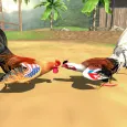 Angry Farm Roosters Ring Fight