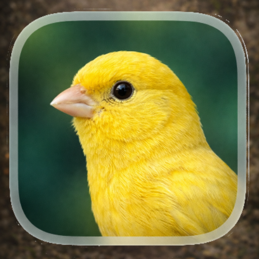 صوت أنثى الكناري للتزاوج