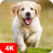 Dog Wallpapers & Puppy 4K
