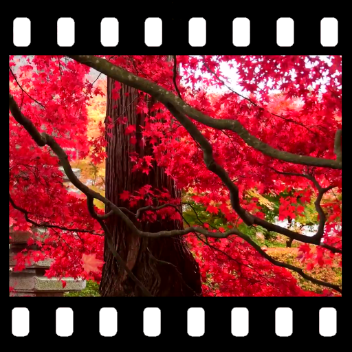 Autumn Maple Leaves Video Wall