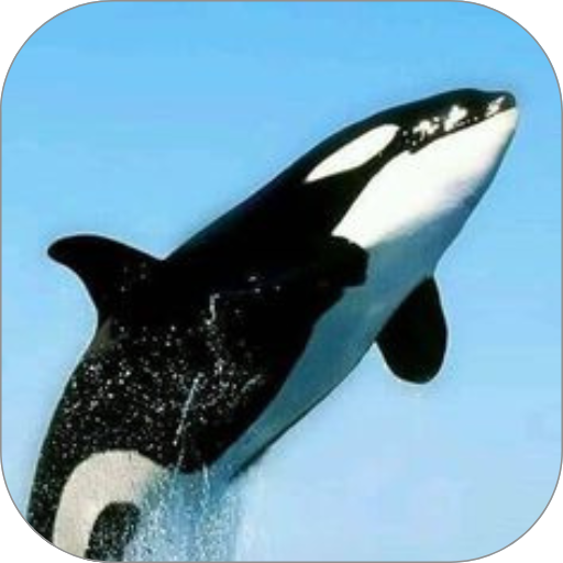 Whale Orca WalL