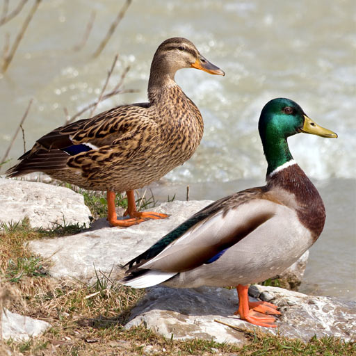 Bird Decoys: Songs and Calls