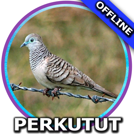 Suara Burung Perkutut Mp3