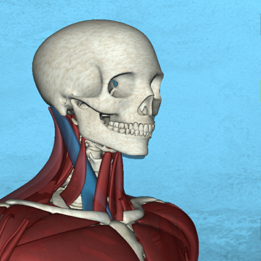 Corporis Anatomy | Interactive