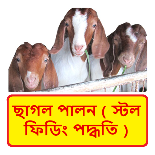 ছাগল পালন (স্টল ফিডিং পদ্ধতি)