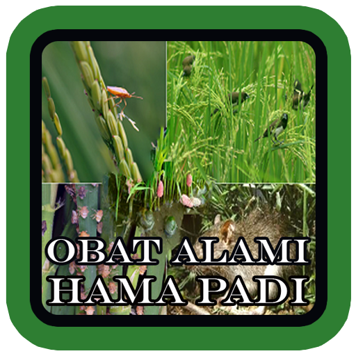 Obat Alami Hama Padi