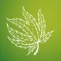 GrowCush - Cannabis detection