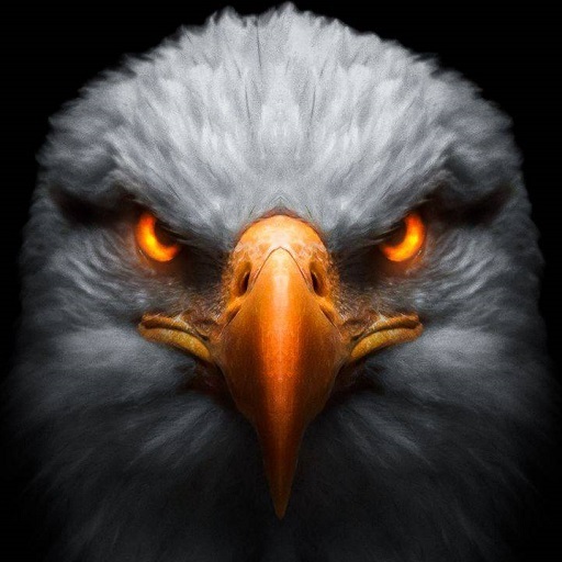 Eagle Wallpaper HD 4K 🦅