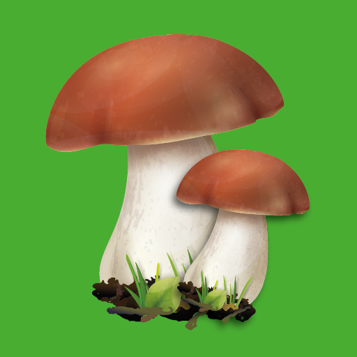 Edible mushroom