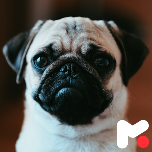 Pug Wallpapers