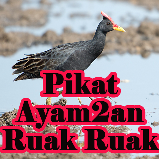 Suara Pikat Burung Ayam2an dan