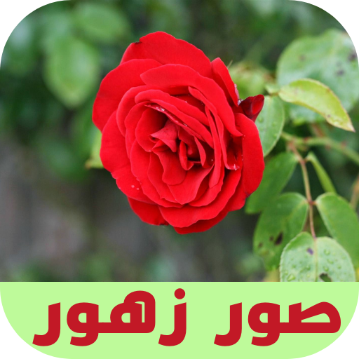 صور زهور