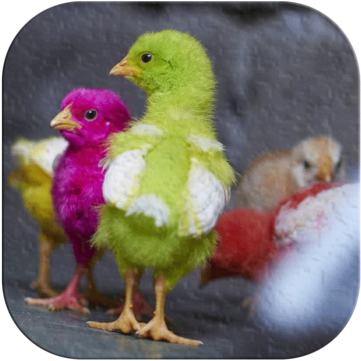 Chicks Wallpapers