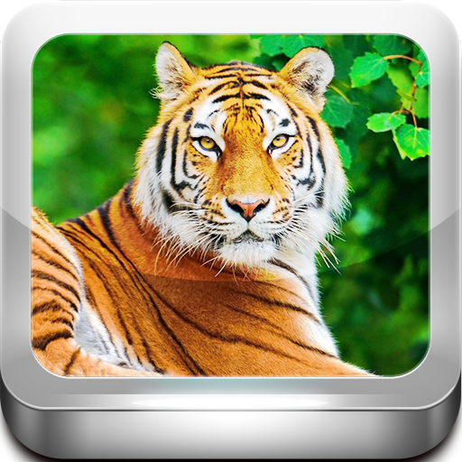 Escape Game -Tiger Zone