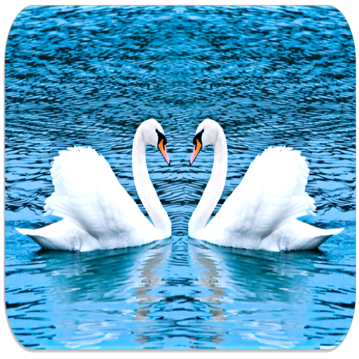 suara Swan