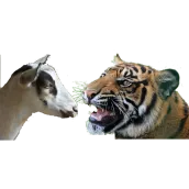 Bagh-Bakri (Tiger-Goat)