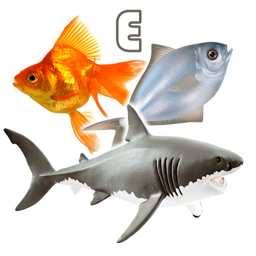 Fish Types | Goldfish Saltwate