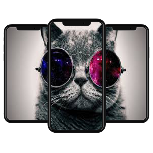 Curious Cat Wallpaper HD