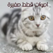 اصوات قطط صغيرة وكيوت