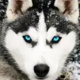 Husky Dog Hình Nền HD