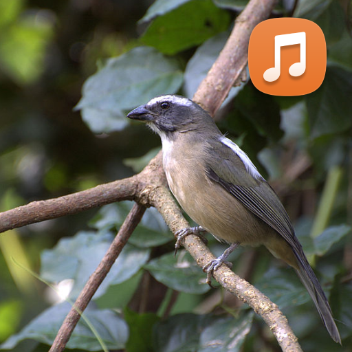 Canto De Trinca ferro pra esqu