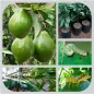 Avocado Cultivation