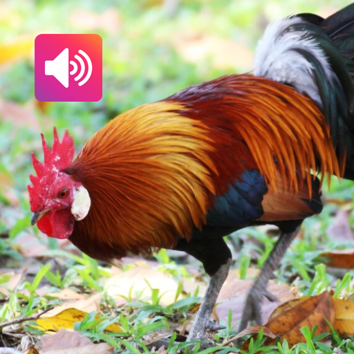 เสียงไก่ป่า: ริงโทน, ปลุก