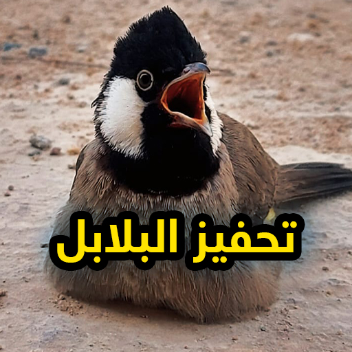 تحفيز البلابل على التغريد 2022