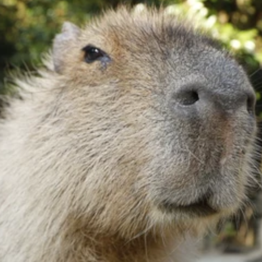 Capybara Caviidae Wallpapers