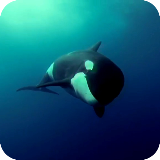 Orca 3D Video Wallpaper