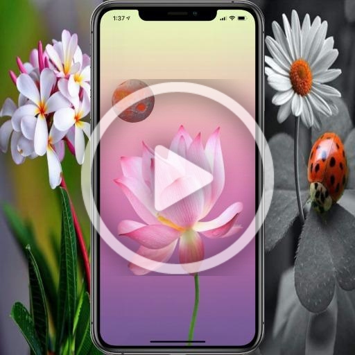 Flower Video Live Wallpaper HD