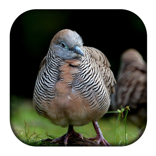 Zebra Dove Sounds