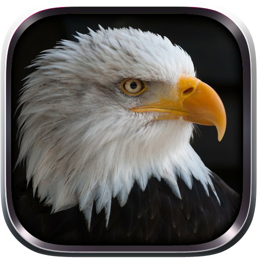 Eagle Bird sim Flight