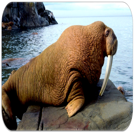 Walrus suara