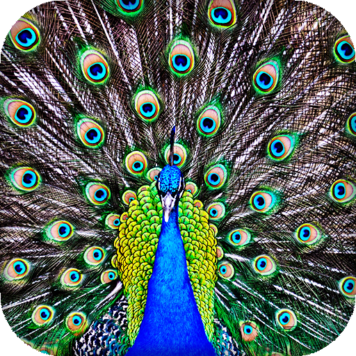 Peacock Live Wallpaper : 7fon & LWP